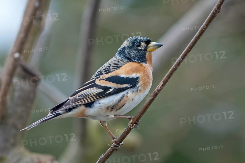 Brambling (Frigilla montifringilla)
