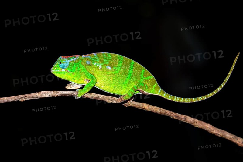 Petter's Chameleon (Furcifer petteri)