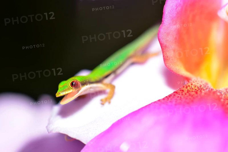 Day Gecko (Phelsuma pusilla)