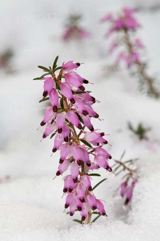 Spring Heath (Erica carnea)