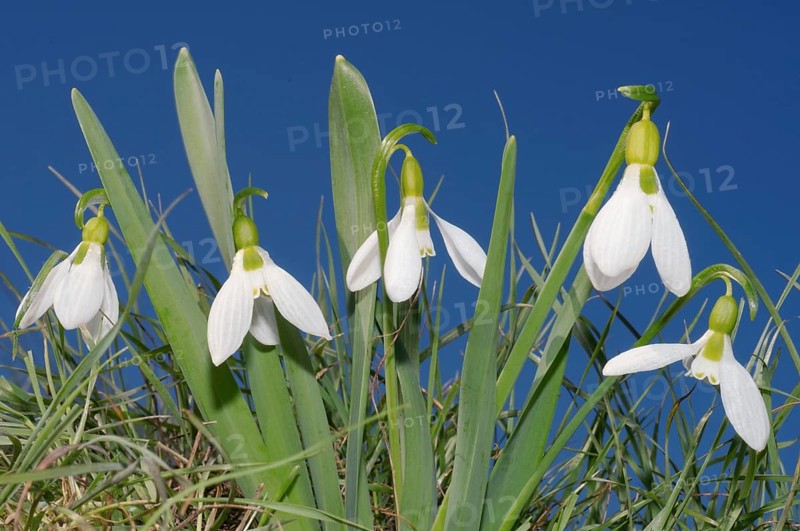 Giant Snowdrops (Galanthus elwesii)