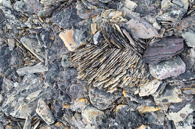 Frost damaged rocks in the Arctic ice desert