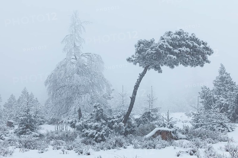 Trees covered with hoarfrost and snow