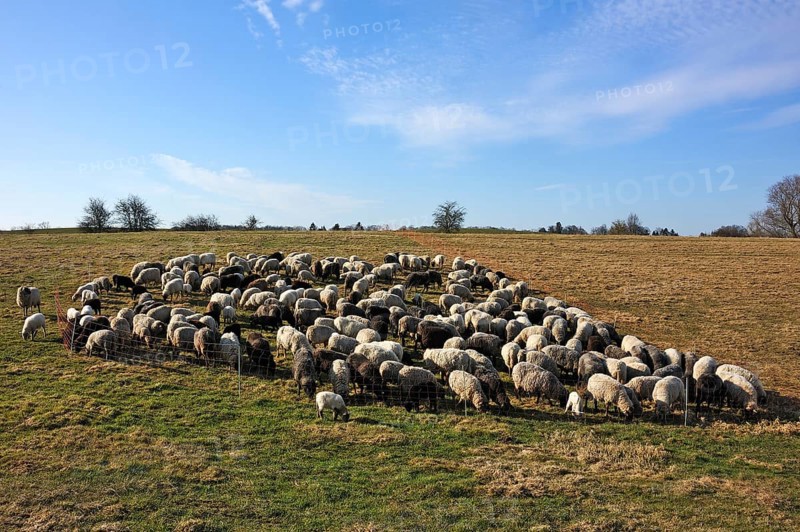 Flock of sheep in a pen on a pasture in the morning light