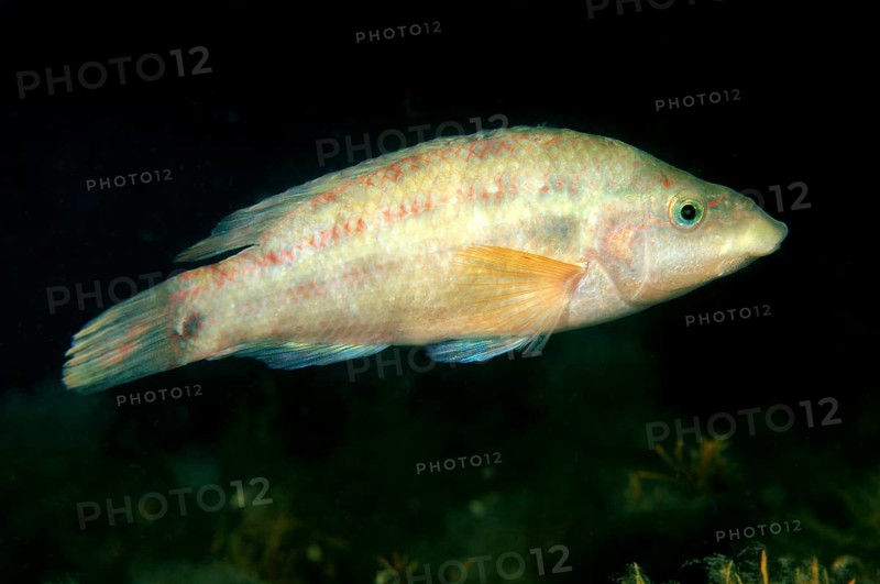 East Atlantic Peacock Wrasse (Symphodus tinca)