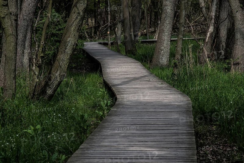 Boardwalk through the forest