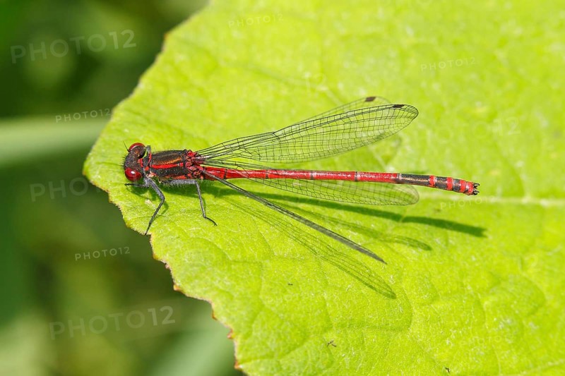 Large Red Damselfly (Pyrrhosoma nymphula)