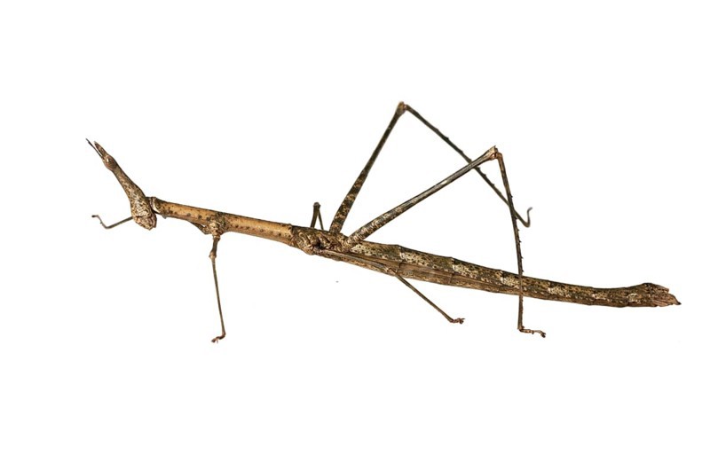 Horse Head Grasshopper (Pseudoproscopia latirostris)