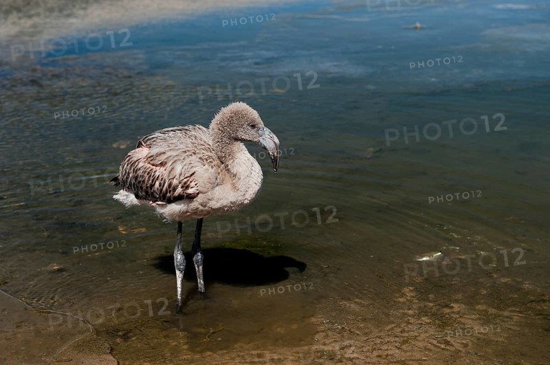 Young Andean Flamingo (Phoenicoparrus andinus) in a lagoon