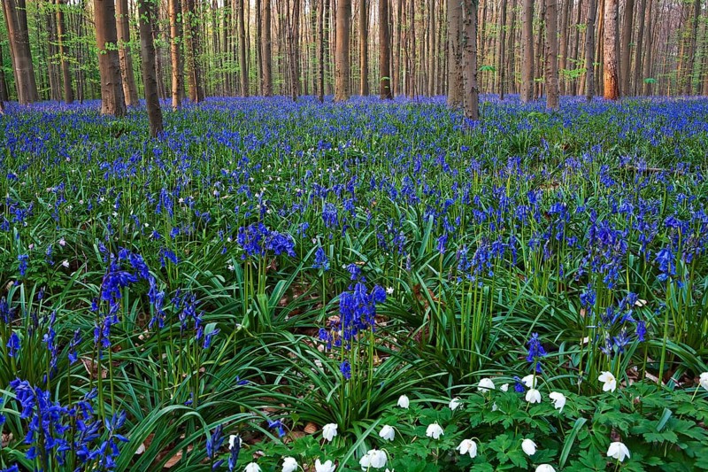 Atlantic Bluebells or Common Bluebells (Hyacinthoides non-scripta)