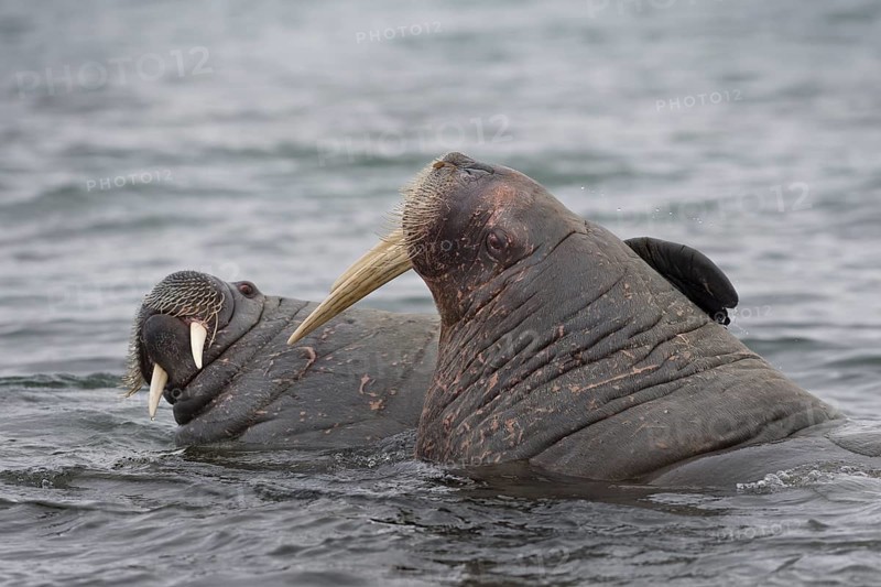 Walruses (Odobenus rosmarus)