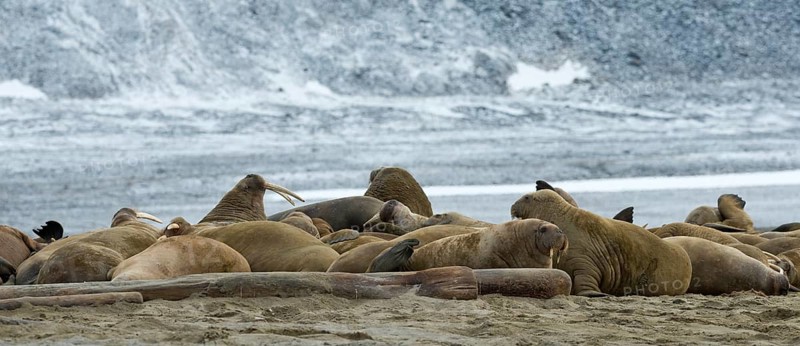 Pod of Walruses (Odobenus rosmarus)