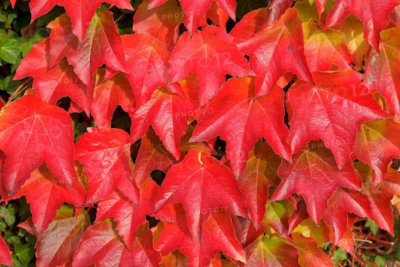 Boston ivy (Parthenocissus tricuspidata)