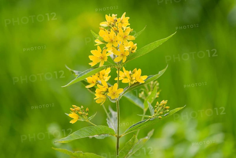 Garden Loosestrife or Yellow Loosestrife (Lysimachia vulgaris)