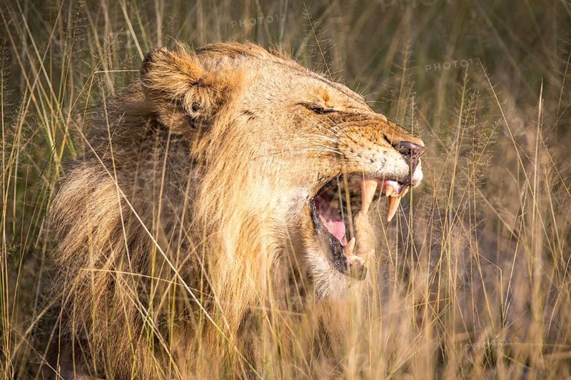 African Lion (Panthera leo)