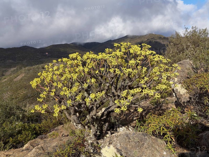 Flowering Berthelot Spurge (Euphorbia berthelotii)