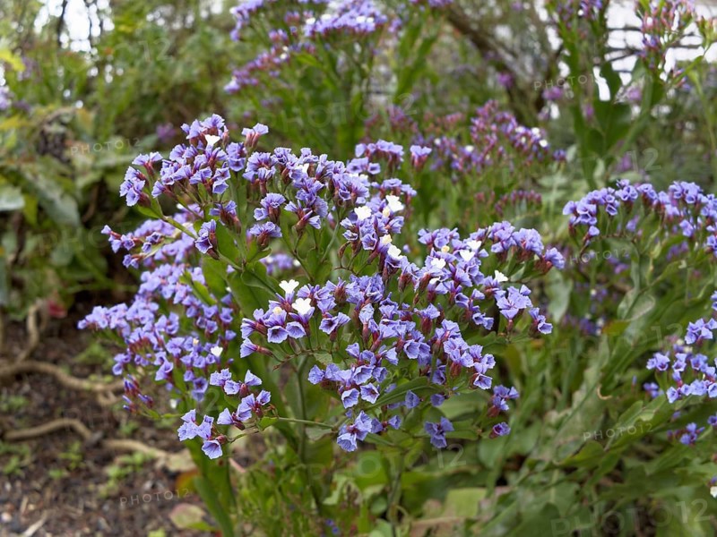 Limonium or Sea-lavender (Limonium brassicifolium)