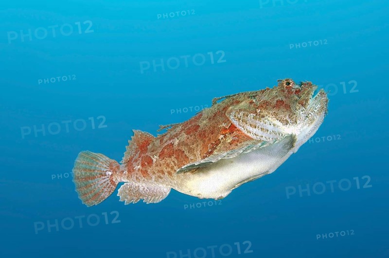 Sea Raven (Hemitripterus villosus)