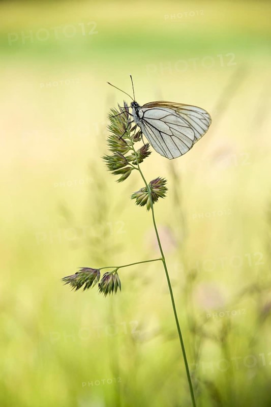 Black-veined White butterfly (Aporia crataegi) on Cock's-foot or Orchard Grass (Dactylis glomerata)