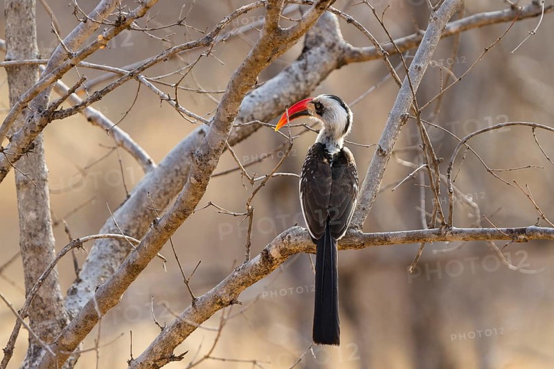 Red-billed Hornbill (Tockus erythrorhynchus)