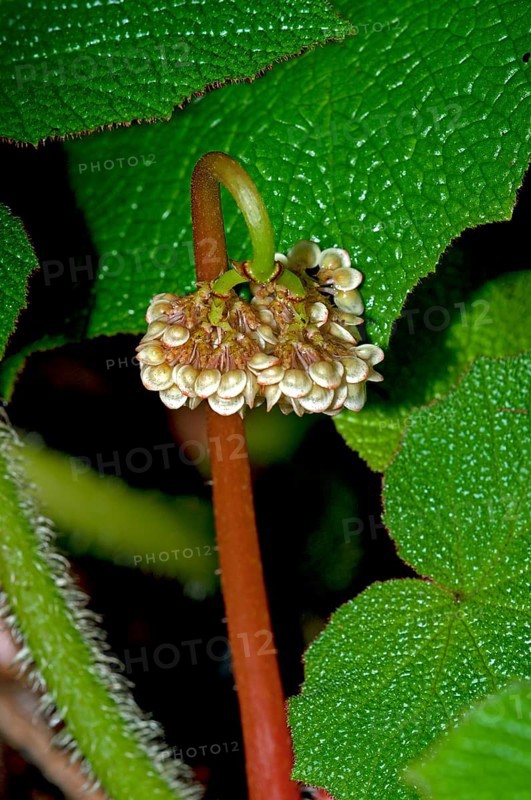 Unfolding flower of a Begonia (Begonia sp.)