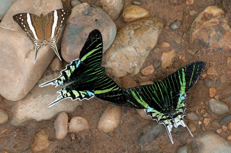 Green-banded Urania moths (Urania leilus) feeding on mineral-rich water