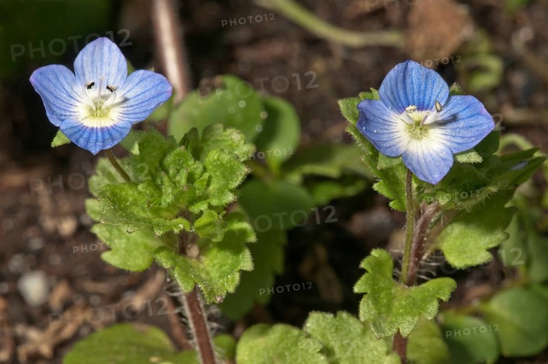 Flowering Germander Speedwell or Bird's-eye Speedwell (Veronica chamaedrys)