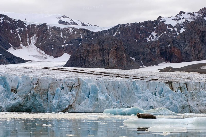 Bearded Seal (Erignathus barbatus) in Fjortende Julibreen