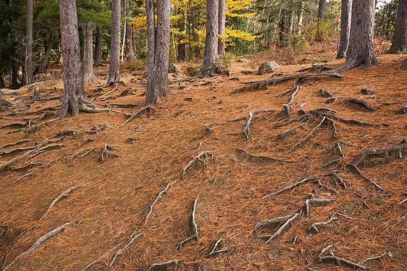 Fallen pine needles (Pinus) and exposed roots in a forest in autumn