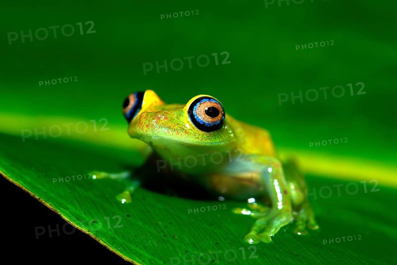 Green Bright-eyed Frog (Boophis viridis)