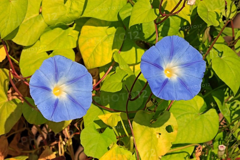 Morning Glory (Ipomoea purpurea)