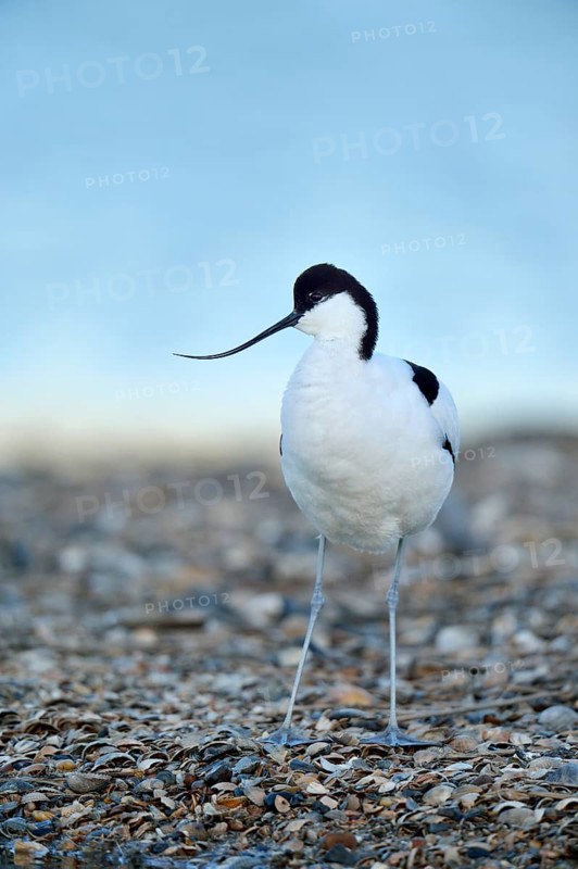 Pied Avocet (Recurvirostra avosetta)
