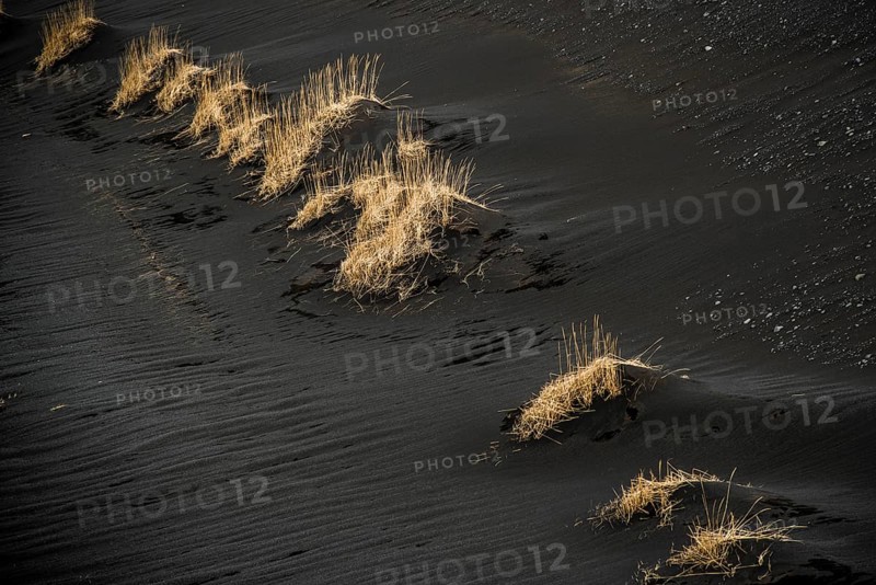 Beach Grass (Ammophila sp.) in black lava sand