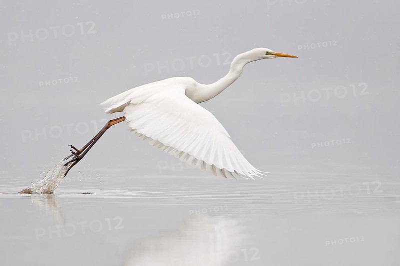 Great Egret (casmerodius albus