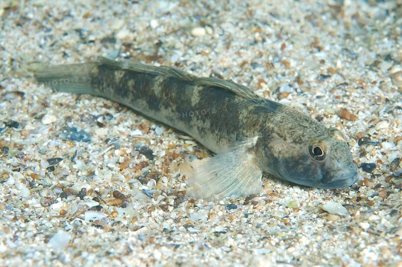 Black Goby (Gobius niger)