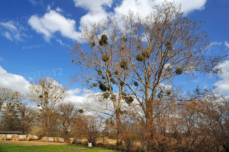 Mistletoe (Viscum album) growing in Poplar Trees (Populus)