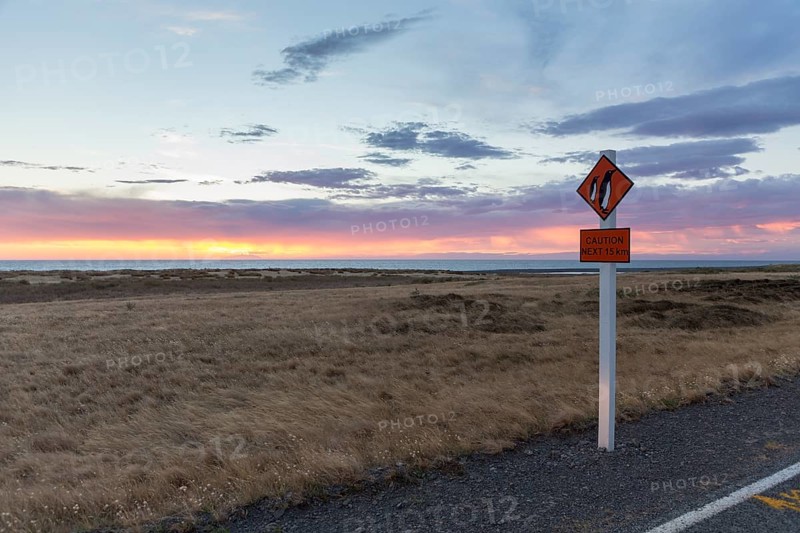 Warning sign 'Caution Penguins' on a coastal road at dusk
