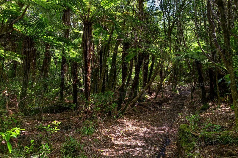 Hiking trail in the jungle