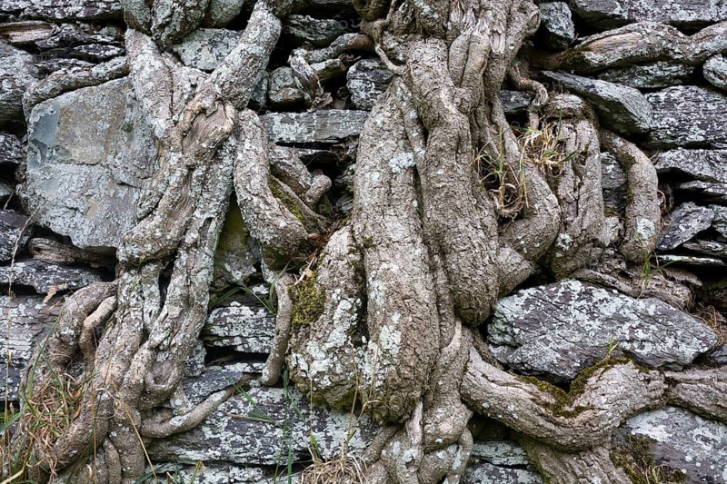 Old brick wall overgrown with ivy roots on Ballycarbery Castle
