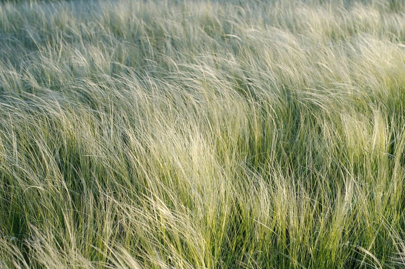 Feather grass