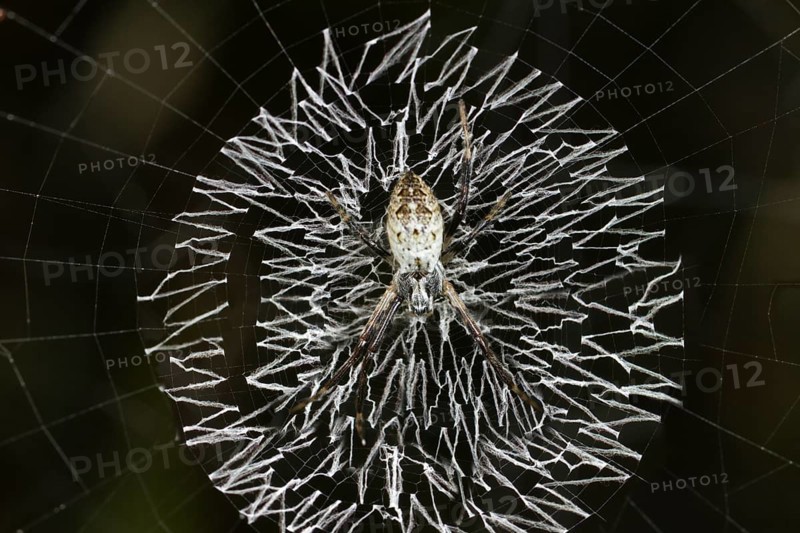 Orb-web spider