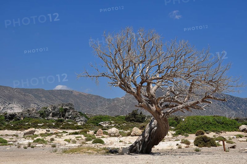 Dead olive tree