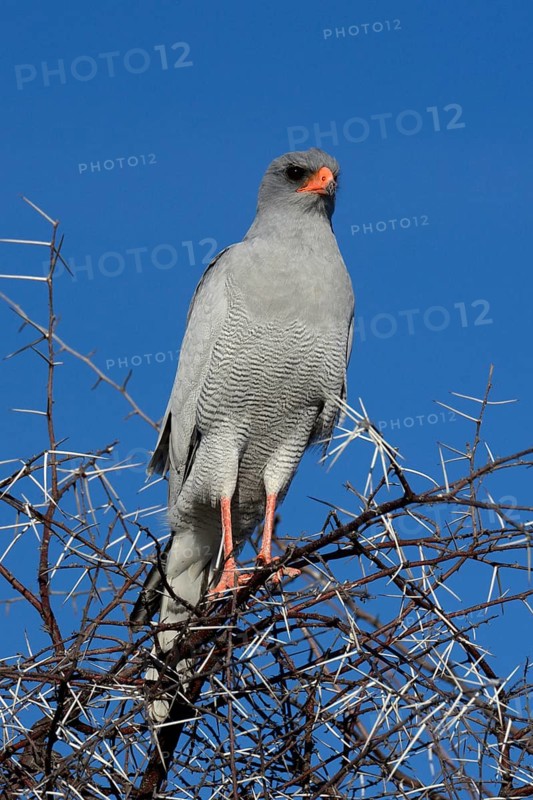 Pale Chanting-Goshawk (Melierax canorus argentior)