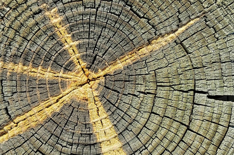 Weathered pine wood with efflorescence of sap
