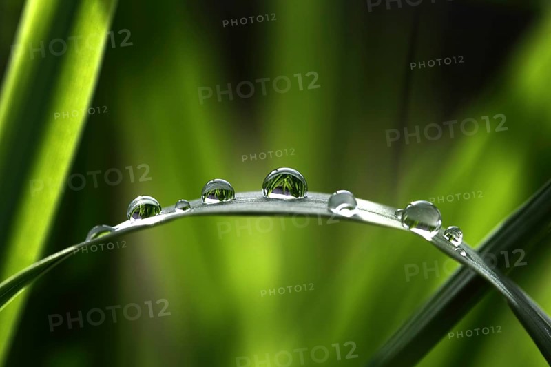 Raindrops on a bulrush
