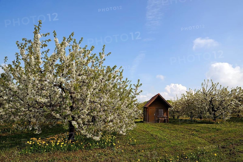 Blossoming Cherry Trees (Prunus avium)
