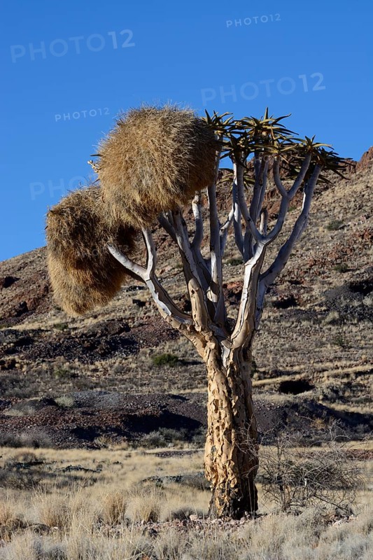 Quiver Tree or Kokerboom (Aloe dichotoma)