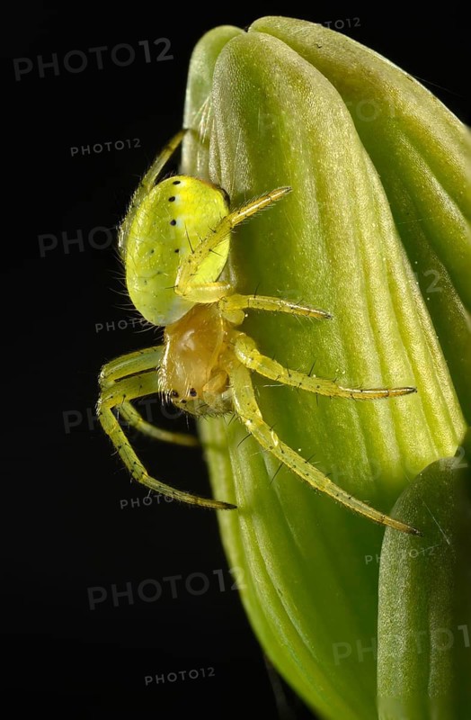 Cucumber Green Spider (Araniella cucurbitina)