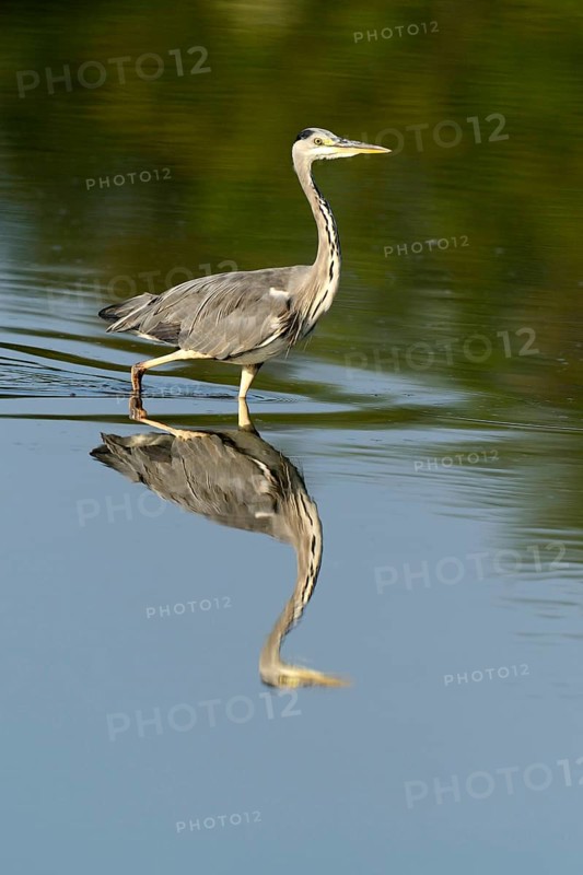 Grey Heron (Ardea cinerea)