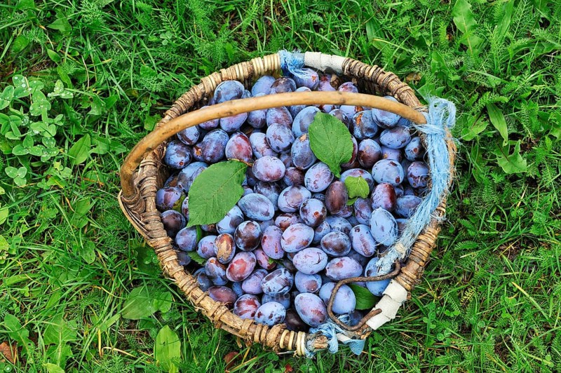 Freshly picked plums in a basket